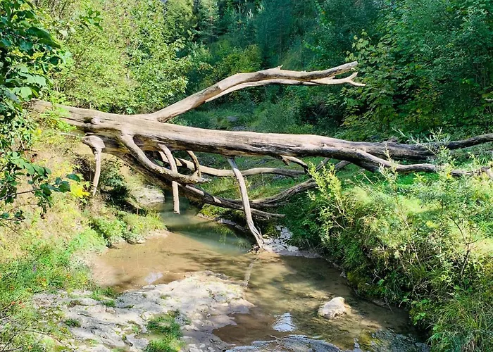 Primula 2 * 야보르키